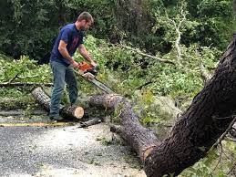 Best Tree Removal  in Greenville, TX