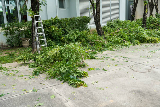 How Our Tree Care Process Works  in  Greenville, TX