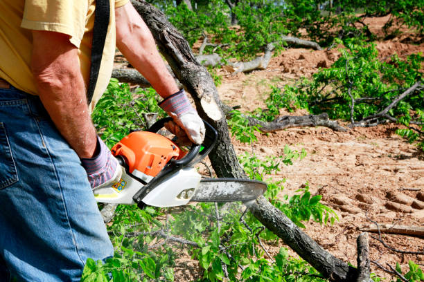 Best Tree and Shrub Care  in Greenville, TX